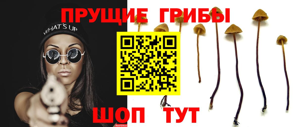 Заводоуковск  Галлюциногенные грибы Psilocybe  Вход с VPN 